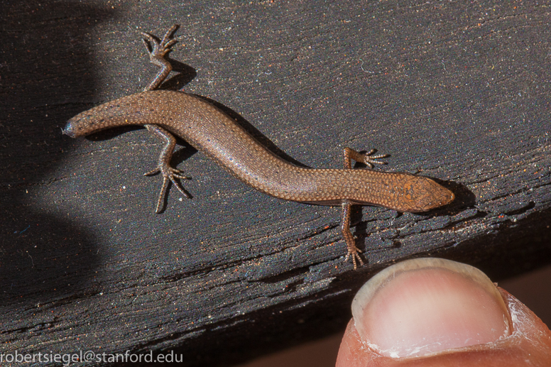 mini skink